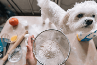 Is It Safe To Share Flour With Your Dog?