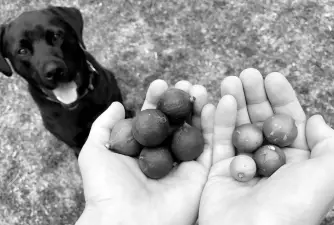 Por qué los perros deben mantenerse alejados de las nueces de macadamia