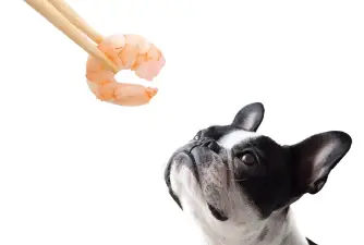 Les chiens peuvent-ils manger des crevettes?
