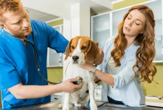Kako zadržati svog psa mirnim dok je kod veterinara