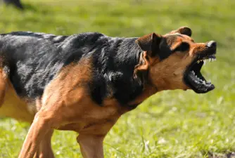 7 Possible Reasons Why Dogs Bark