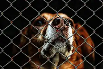 RSPCA Warns: There Will Be A Lot More Abandoned Dogs