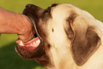 Dog Biting Owners: What To Do Next?