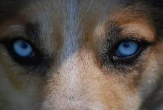 Top 10 Dog Breeds With Blue Eyes (With Pictures)