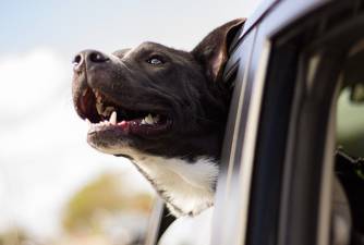 ¿Pueden los perros tomar prozac y es seguro?