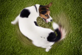 Why Do Dogs Chase Their Tails? 5 Possible Reasons