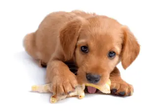 Chicken Feet For Dogs - Are They Good & Should You Dog Eat It?