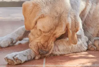 Why Do Dogs Chew Their Feet? 4 Possible Reasons