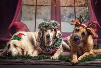 10 Best Christmas Presents for Your Dog