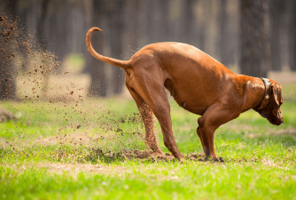 7 glavnih razloga zašto psi vole kopati