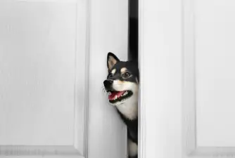 What To Consider When Buying a Dog Doorbell