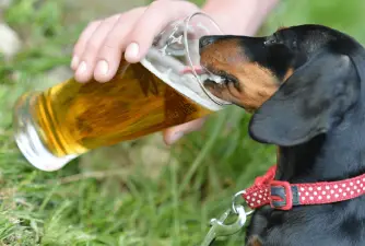 What Will Happen If My Dog Drinks Beer?