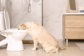 Zašto moj pas pije iz WC školjke? Evo kako to spriječiti