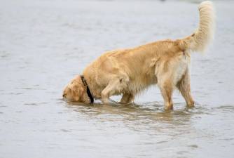 What Happens If a Dog Drinks Seawater?