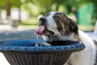 The Best Dog Water Fountains