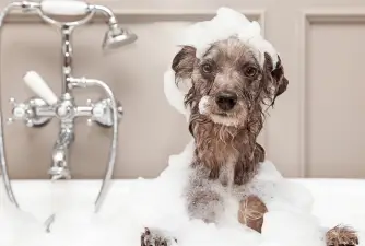 Here is How You Can Become a Dog Groomer