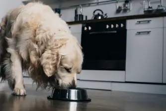 Here Are 7 Ways to Naturally Stimulate Appetite in Dogs