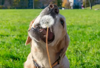 What To Do If Your Dog Likes To Eat Dandelions?