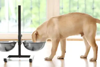 Elevated Dog Bowls - Best Choices in 2023