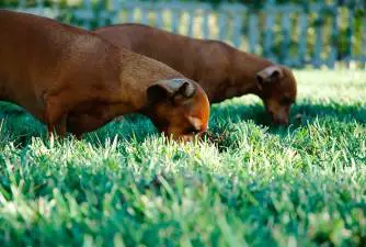 Zašto psi jedu travu?