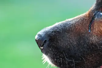 Iscjedak iz oka psa - što određena boja iscjetka znači?