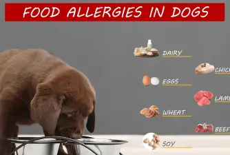 Alergias a los alimentos para perros: qué son y cómo detectarlas