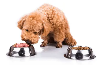 How to Pick the Best Dog Food for Poodles?