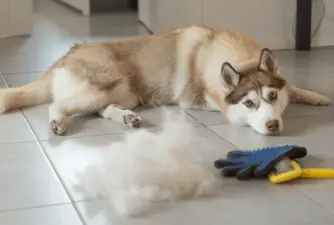 What is the Best Dog Food For Shedding?