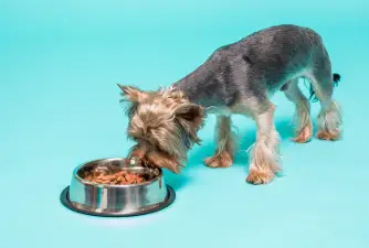 The 5 Best Dog Foods for Yorkies
