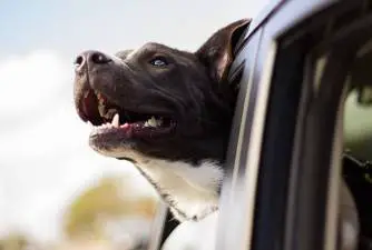 Best Dog Car Hammocks [2023 Review]