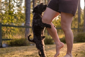7 Reasons Why Do Dogs Hump & How To Stop This Behavior