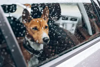 Can I Leave My Dog in the Car in the Winter?