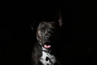 Can Dogs See In The Dark & Science Behind It