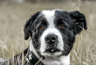 7 Tips for Living With a Deaf Dog