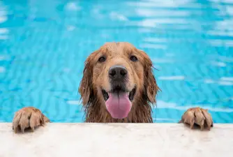 Can Dogs Swim In Pools? 4 Potentional Risks