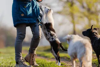 4 razones más comunes por las que los perros saltan sobre ti