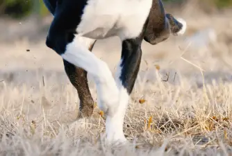 3 Reasons Why Dogs Kick After They Poop