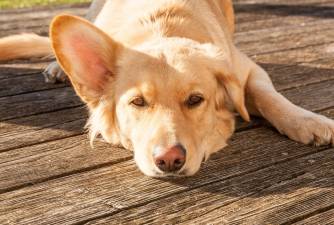 Kada svom psu trebate dati sedative?
