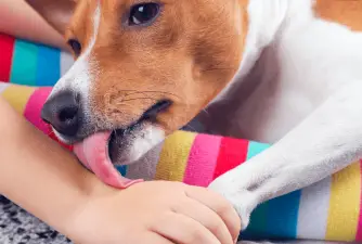 6 Reasons Why Does My Dog Lick My Hands