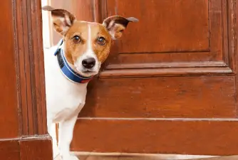 Best Dog Gates for Indoor Dogs