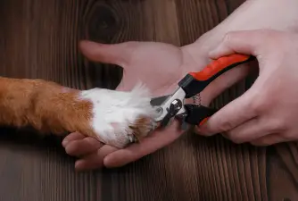 Dog Nail Clippers You Must Have in 2022
