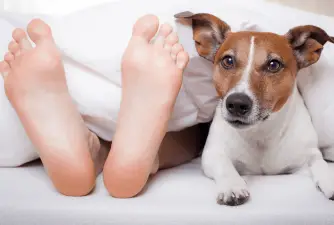 Why do Dogs Lick Feet