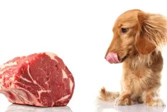 Should Dogs Eat Raw Meat - Pros & Cons