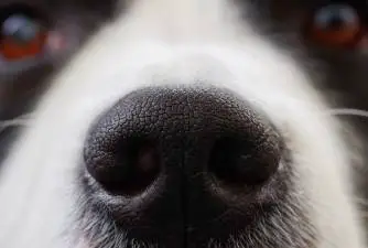 What Does a Dog Runny Nose Mean?