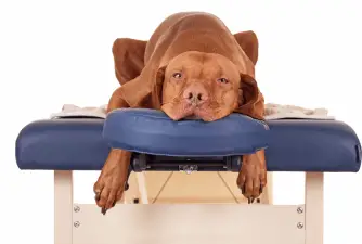 Can a Massage Help My Dog? Here’s What Vets Say