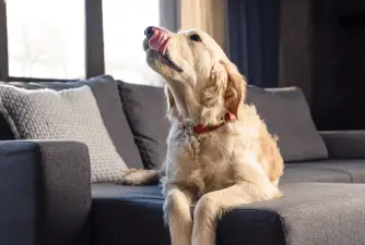 4 Reasons Why Does Dogs Lick The Couch & How To Stop This Behavior