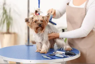 Best Dog Grooming Tables