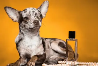 7 Best Dog Perfumes and Colognes for Your Dog