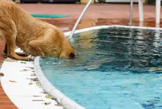 Best Dog Pools for 2021