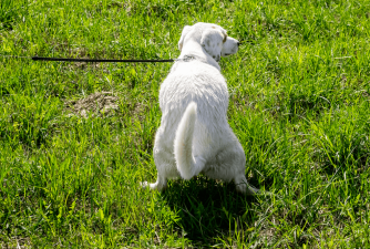 how long does it take for dog hemorrhoids to heal